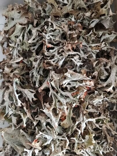 Исландский мох от кашля (Цетрария)