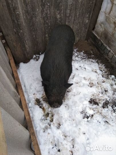 Вьетнамский хряк