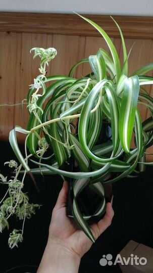 Хлорофитум кудрявый