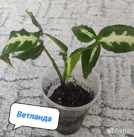 Сингониумы