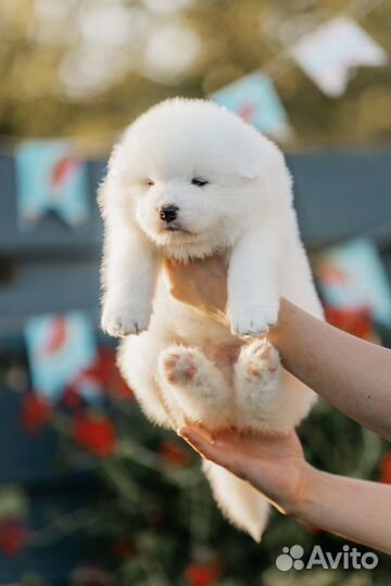 Щенки самоеды