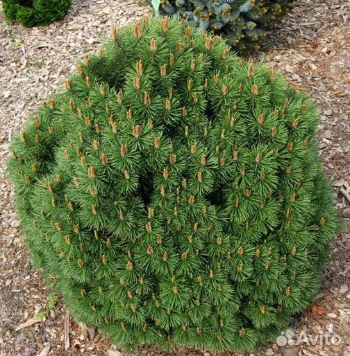 Сосна горная Hnizdo