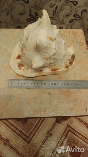 Морская раковина