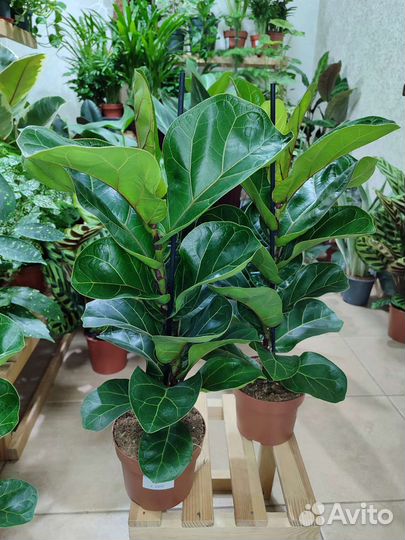 Фикус лировидный Bambino