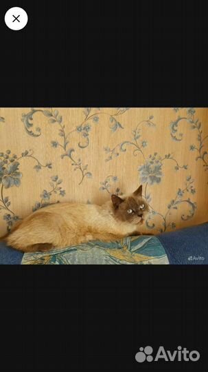 Шотландские прямоухие котята