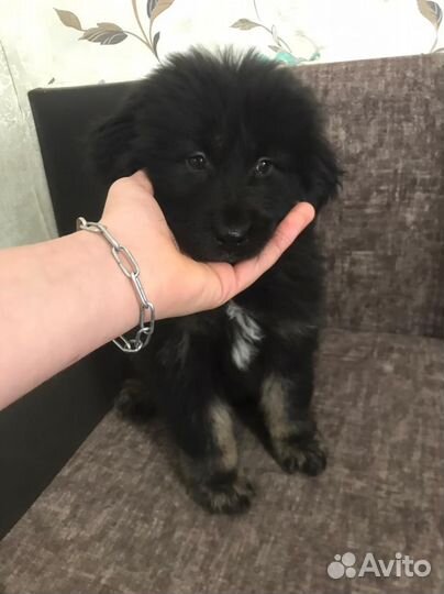 Тебецкий мастиф