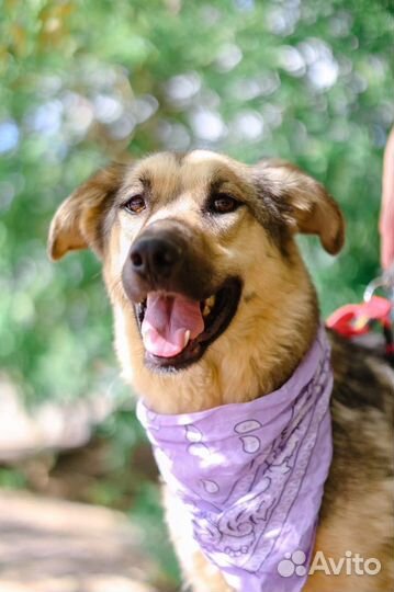 Собака в добрые руки отдам бесплатно