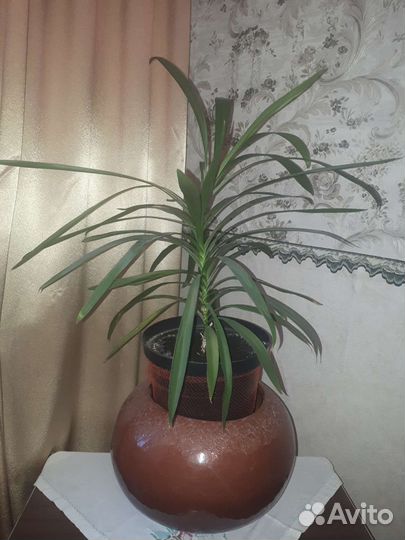 Пальма юкка взрослое растение