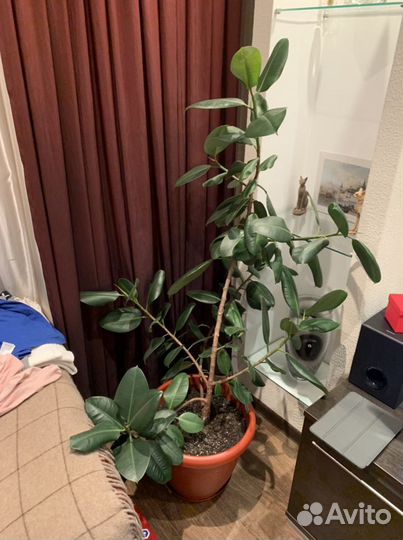 Фикус робуста