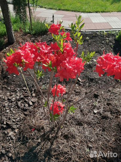 Листопадные рододендроны