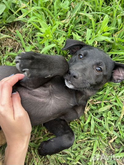 Собаки бесплатно