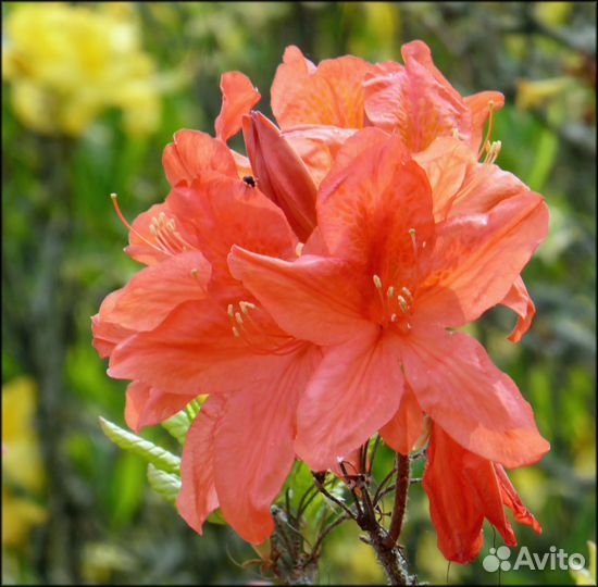 Листопадные рододендроны