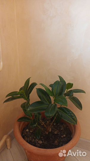 Фикус/Комнатные растения цветы