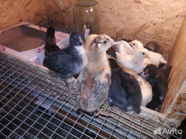 Цыплята мясо-яичного направления