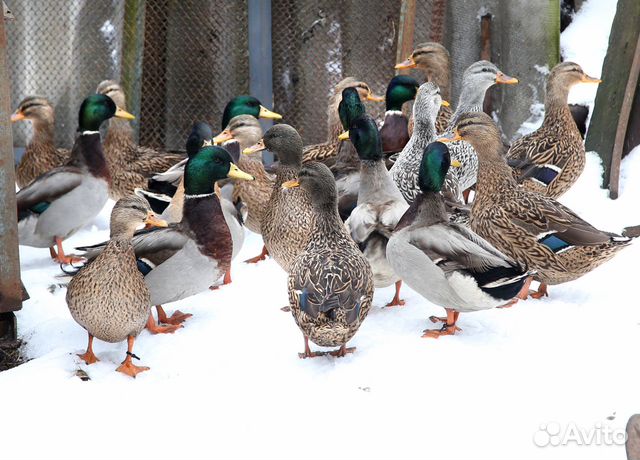 Животные карачев. Животные карачев. Животные карачев. Шиншилла тёмный стандарт. Нутрии 5 мес.
