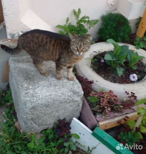 Русская простая