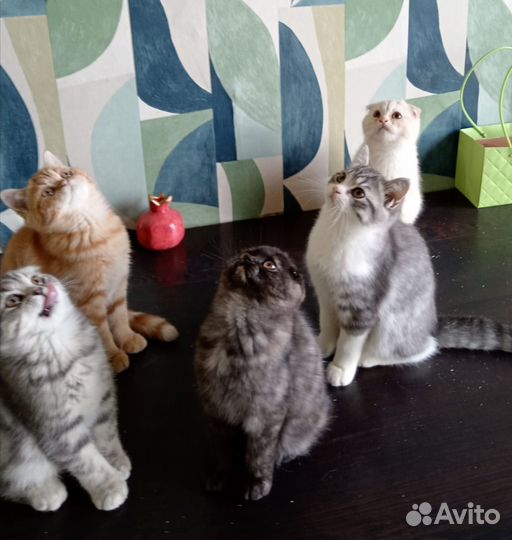 Шотландские котята