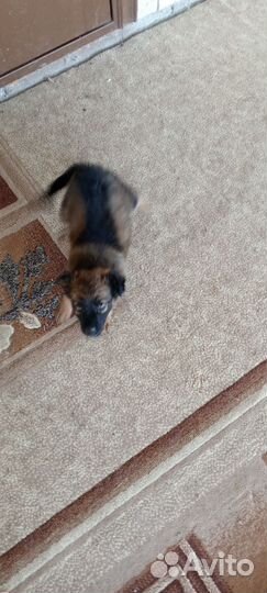 Микки -девочка