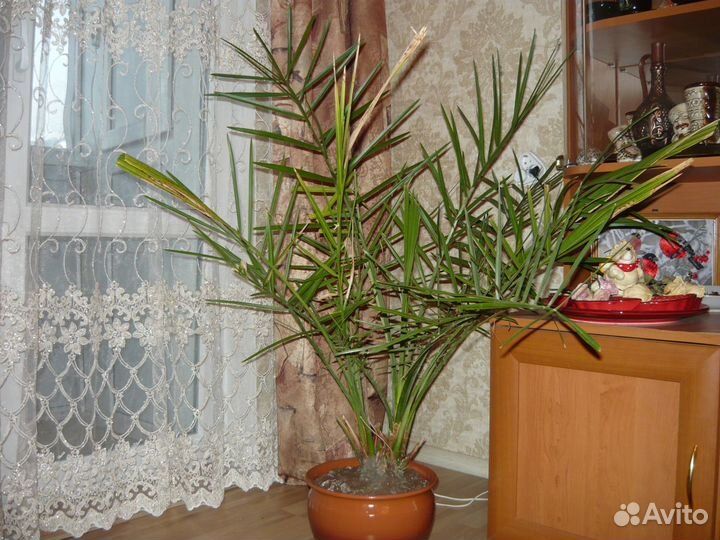 Комнатные домашние растения