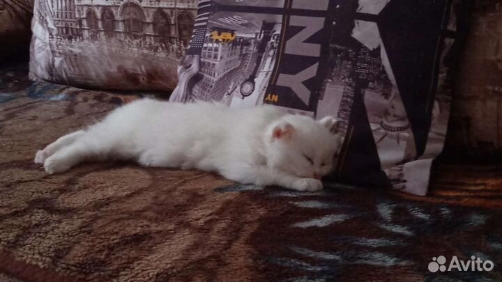 Шотландский котик