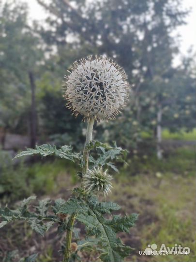 Мордовник шароголовый саженцы