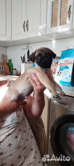 Щенки мопса