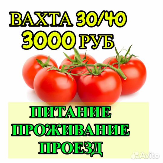 Работа Вахтой Белгород Овощевод в теплицу 35 смен