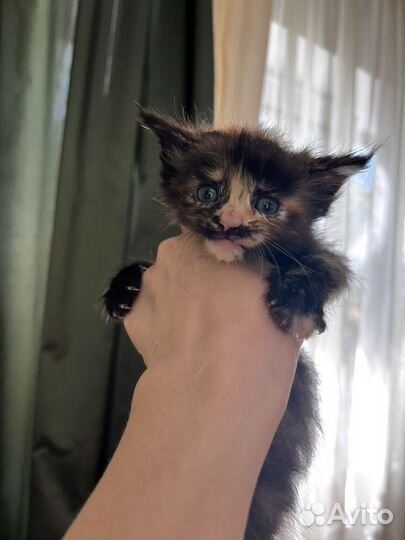 Котята мейкун