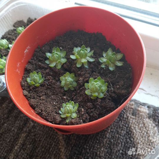 Молодило каменная роза