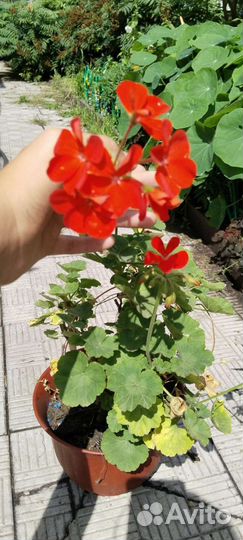 Герань пеларгония