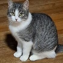 Взрослая, Девочка кошка в добрые руки