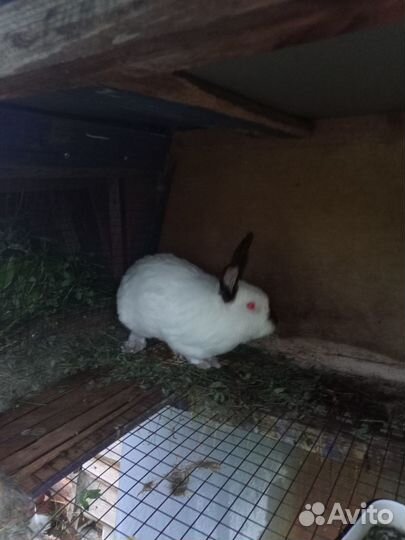 Калифорнийские кролики