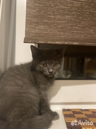 Кошка в добрые руки