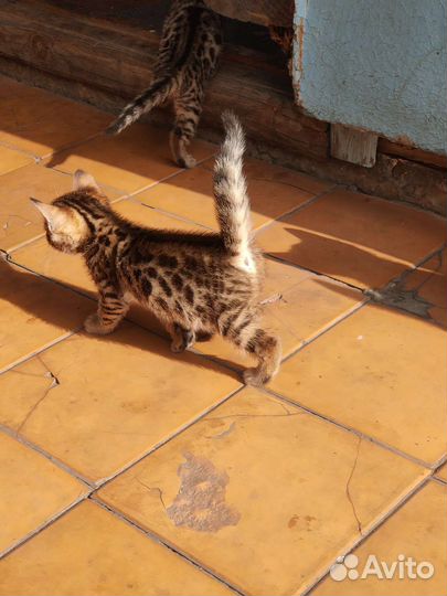 Бенгальская