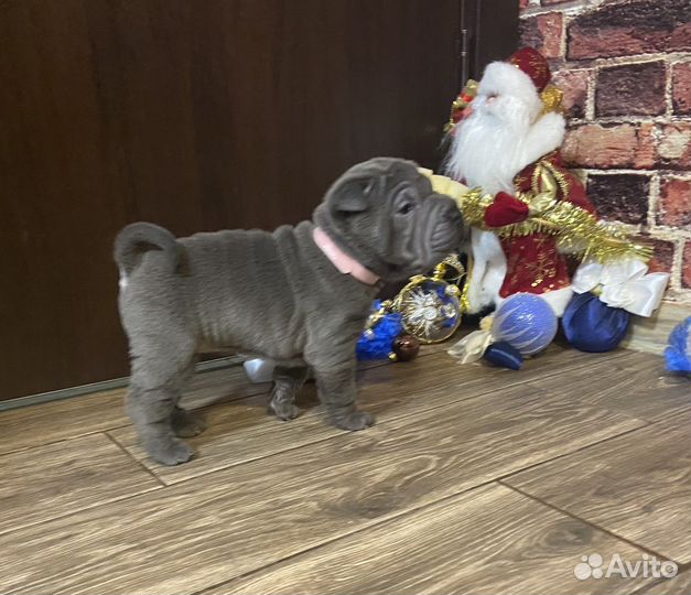 Щенки шарпея