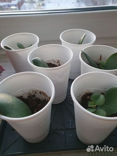 Ростки денежного дерева (толстянка)