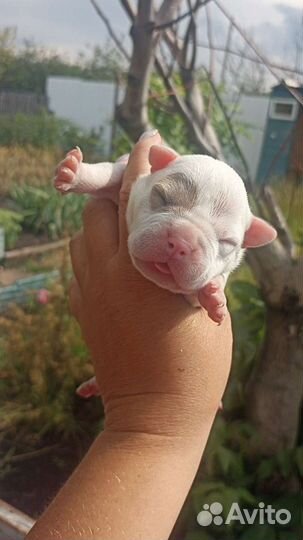 Американский булли мальчики и девочки