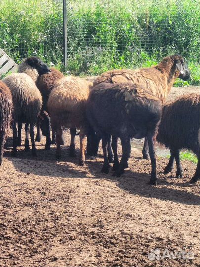 Мясо баранины