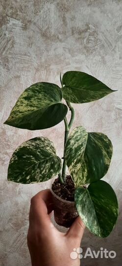 Эпипремнум