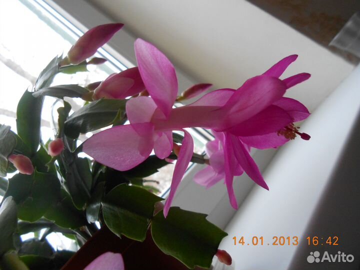 Шлюмбергера декабрист белый, розовый, жёлтый