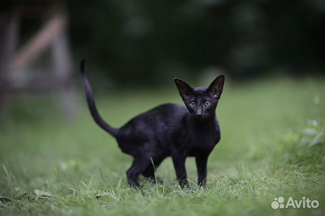 Ориентальный котенок черная девочка объявление продам