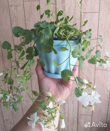 Продам растения для дома,офиса