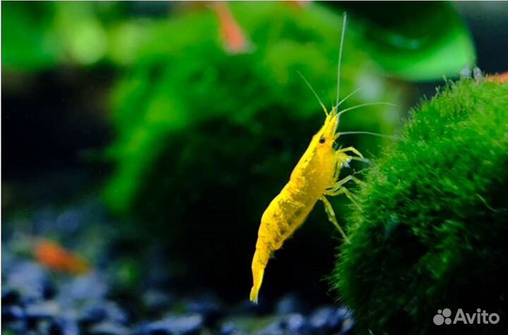 Креветки синие, красные, желтые