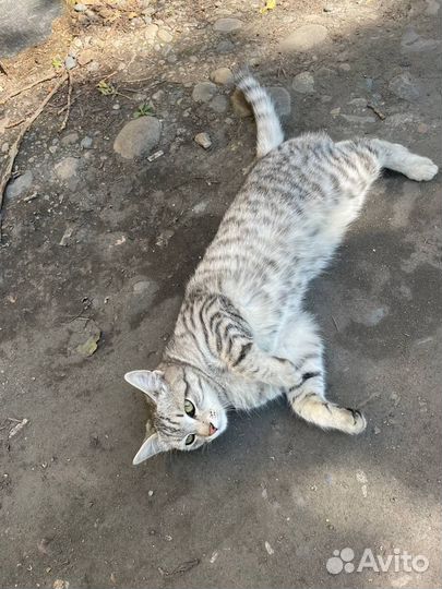 Отдам кота в добрые руки