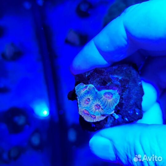 Кораллы в морской аквариум