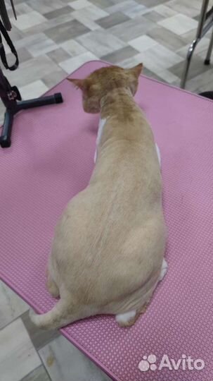 Стрижка кошек и собак