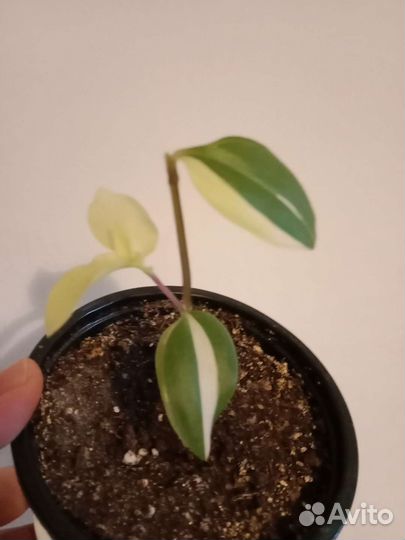 Традесканция