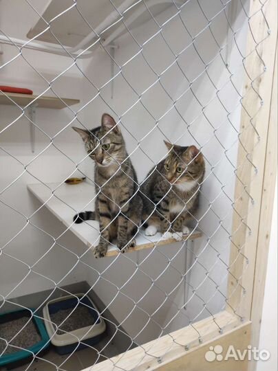 Передержка для кошек