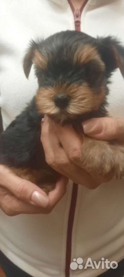 Йоркширский терьер