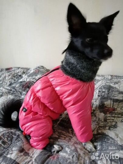 Одежда для собак кошек 